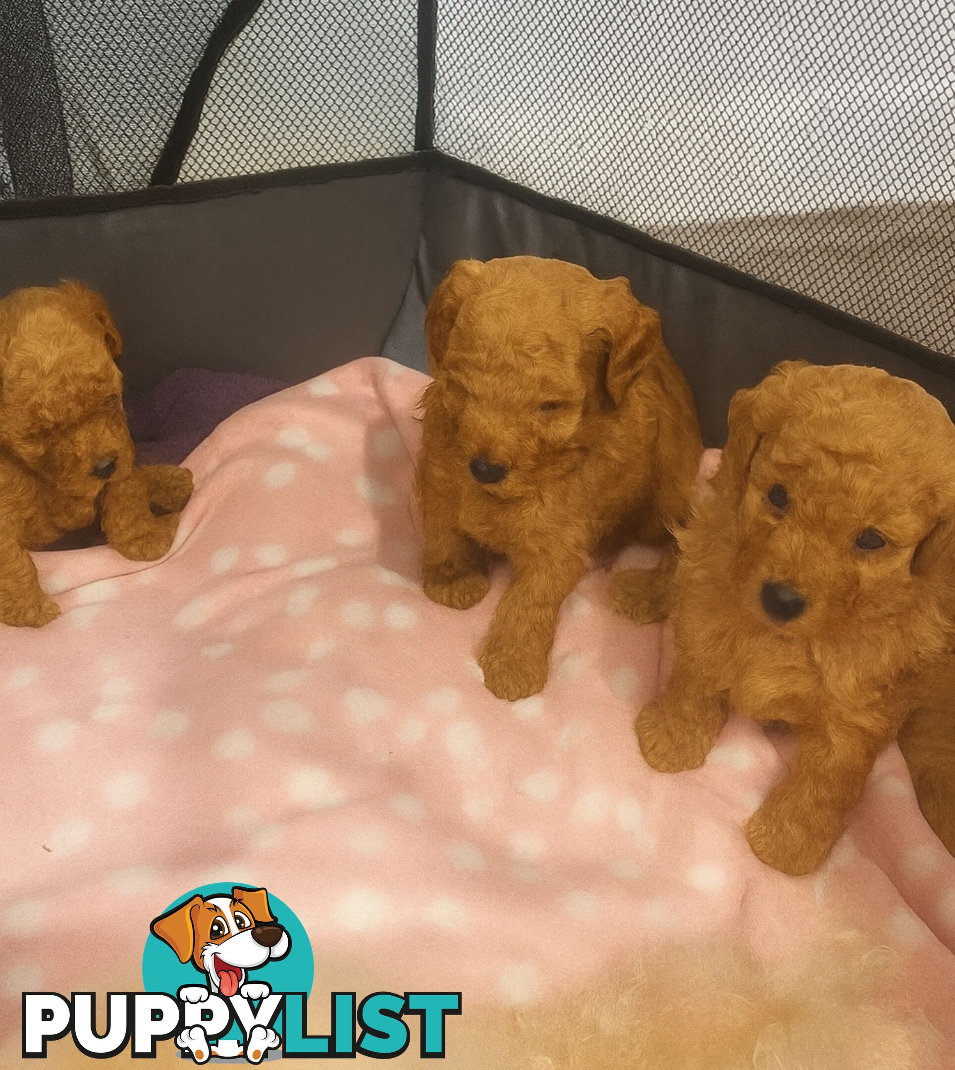 Pure breed Toy poodle puppies