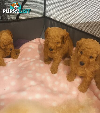 Pure breed Toy poodle puppies