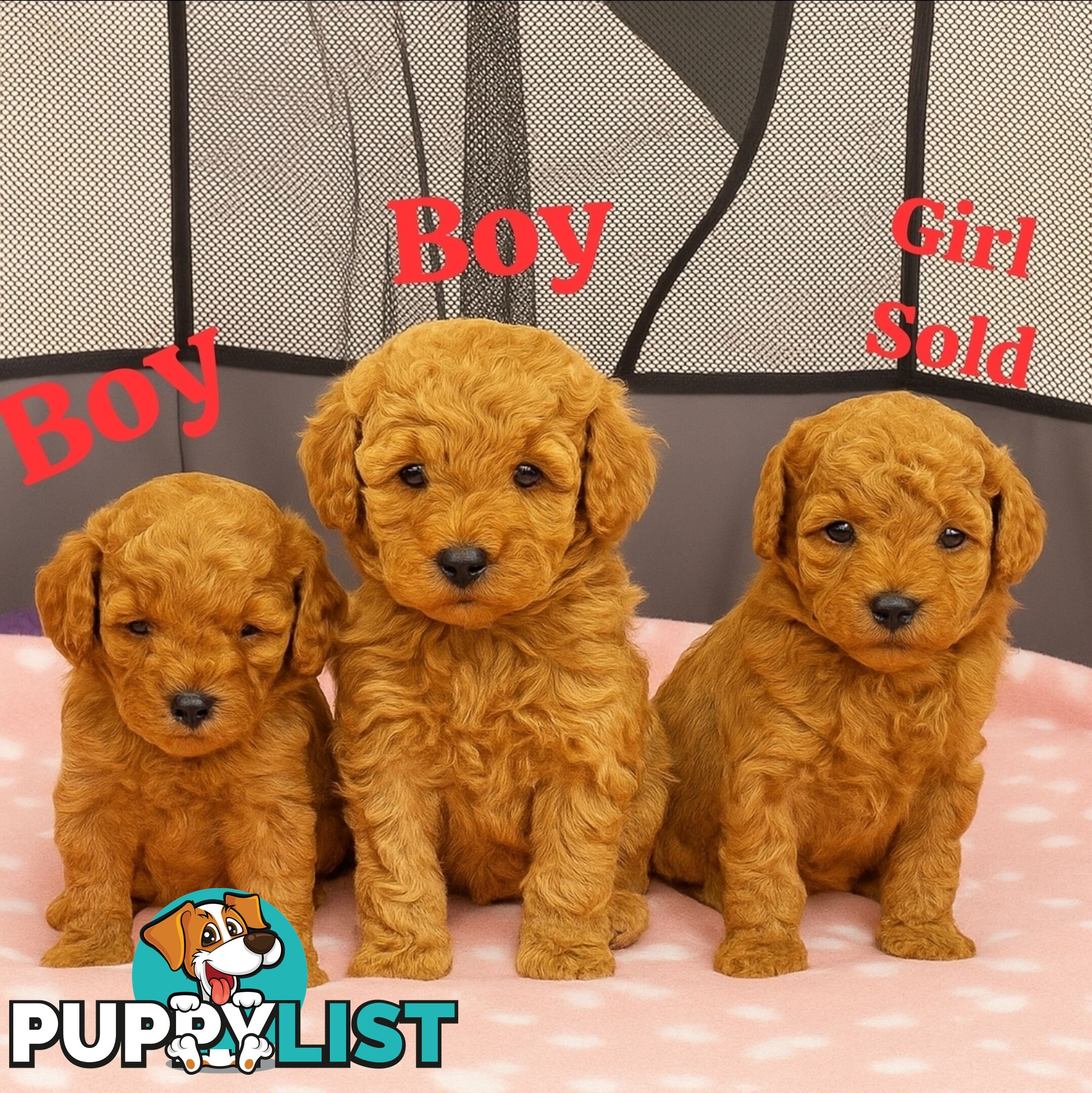 Pure breed Toy poodle puppies