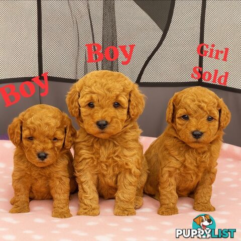 Pure breed Toy poodle puppies