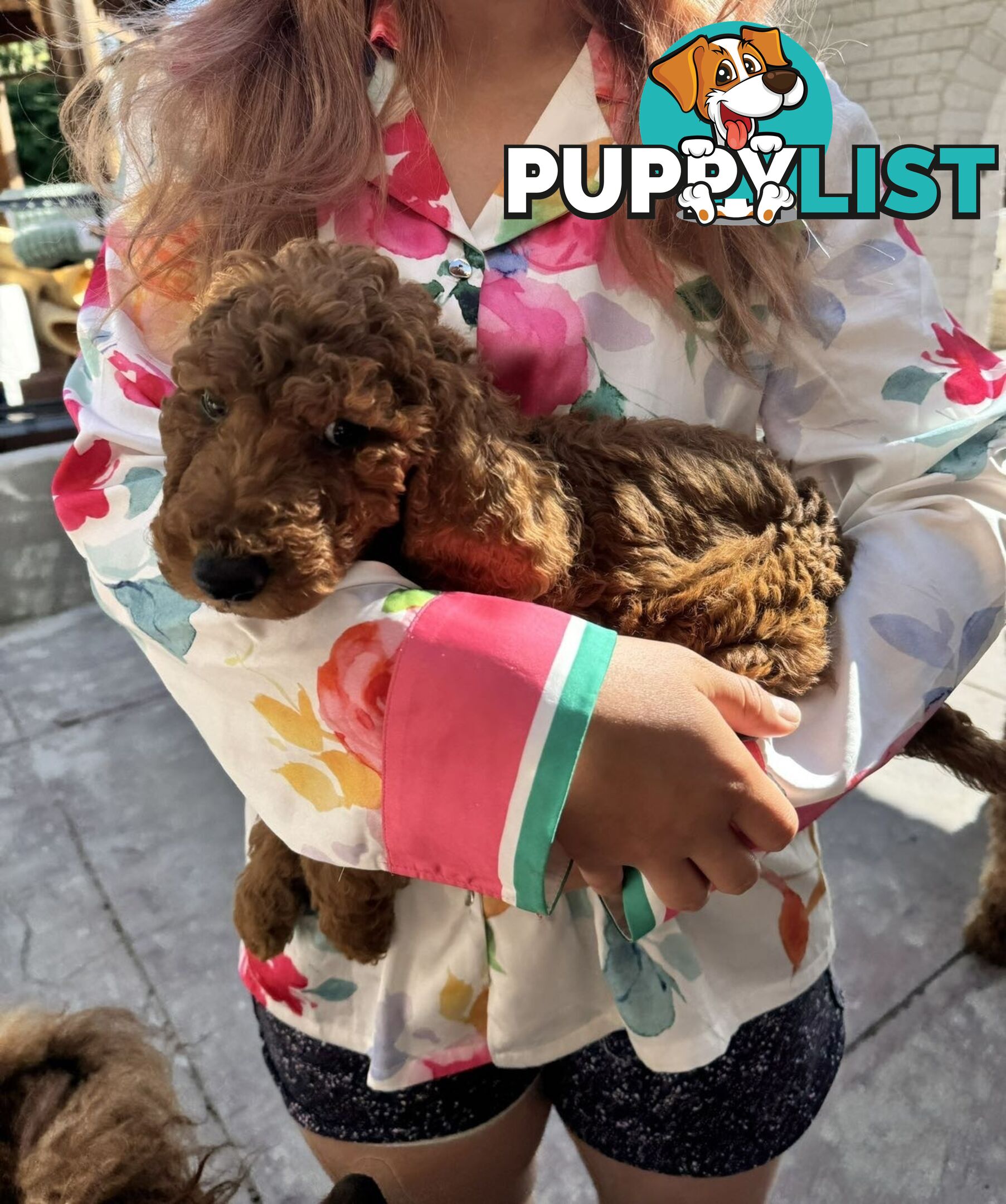 Only 2 left!! Purebred Standard Poodle puppies [RUBY Rare Red]