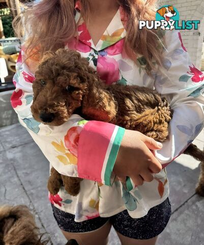 Only 2 left!! Purebred Standard Poodle puppies [RUBY Rare Red]