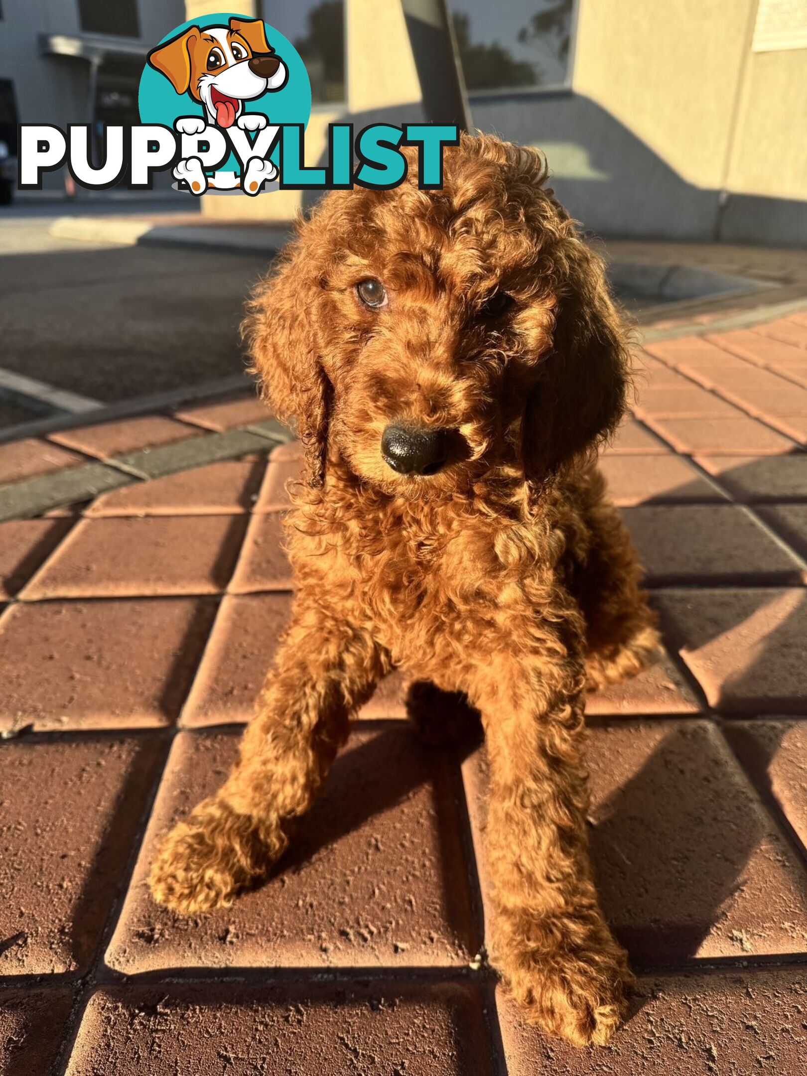 Only 2 left!! Purebred Standard Poodle puppies [RUBY Rare Red]