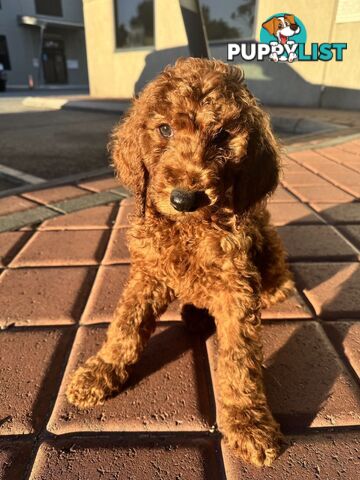 Only 2 left!! Purebred Standard Poodle puppies [RUBY Rare Red]