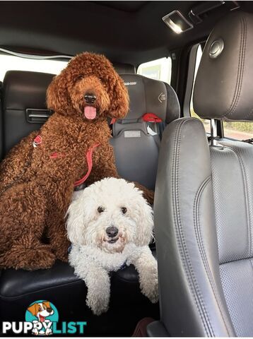 Only 2 left!! Purebred Standard Poodle puppies [RUBY Rare Red]