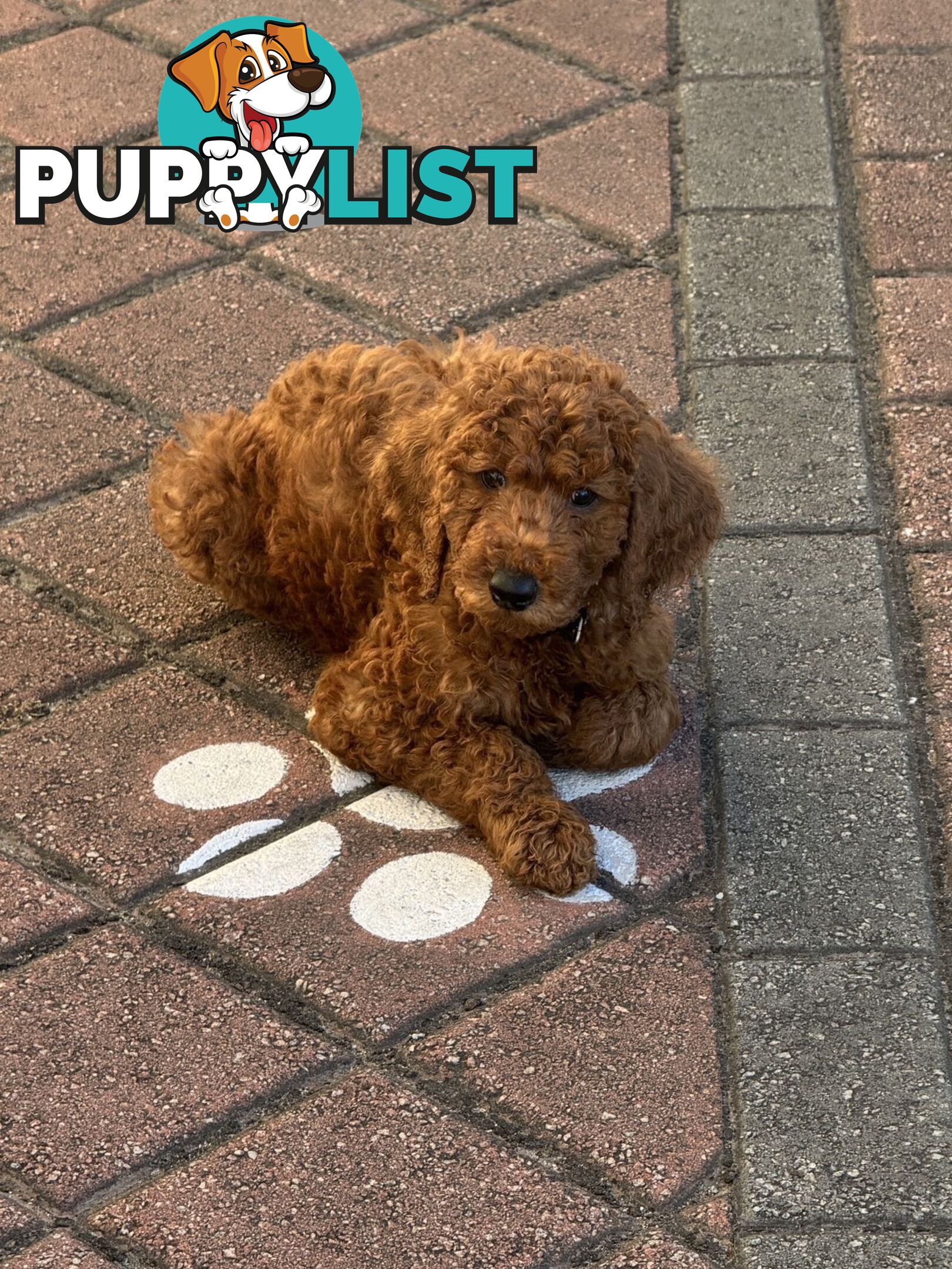 Only 2 left!! Purebred Standard Poodle puppies [RUBY Rare Red]