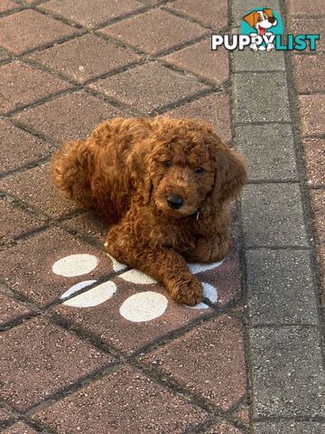 Only 2 left!! Purebred Standard Poodle puppies [RUBY Rare Red]