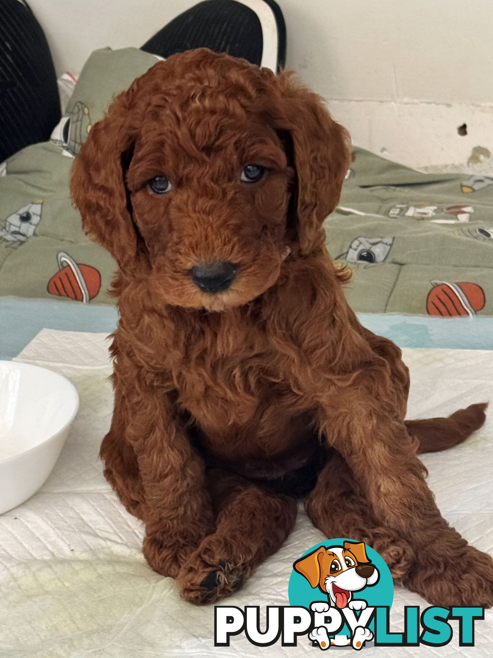 Only 2 left!! Purebred Standard Poodle puppies [RUBY Rare Red]