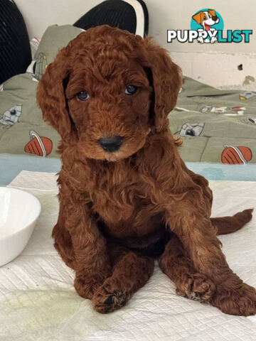 Only 2 left!! Purebred Standard Poodle puppies [RUBY Rare Red]