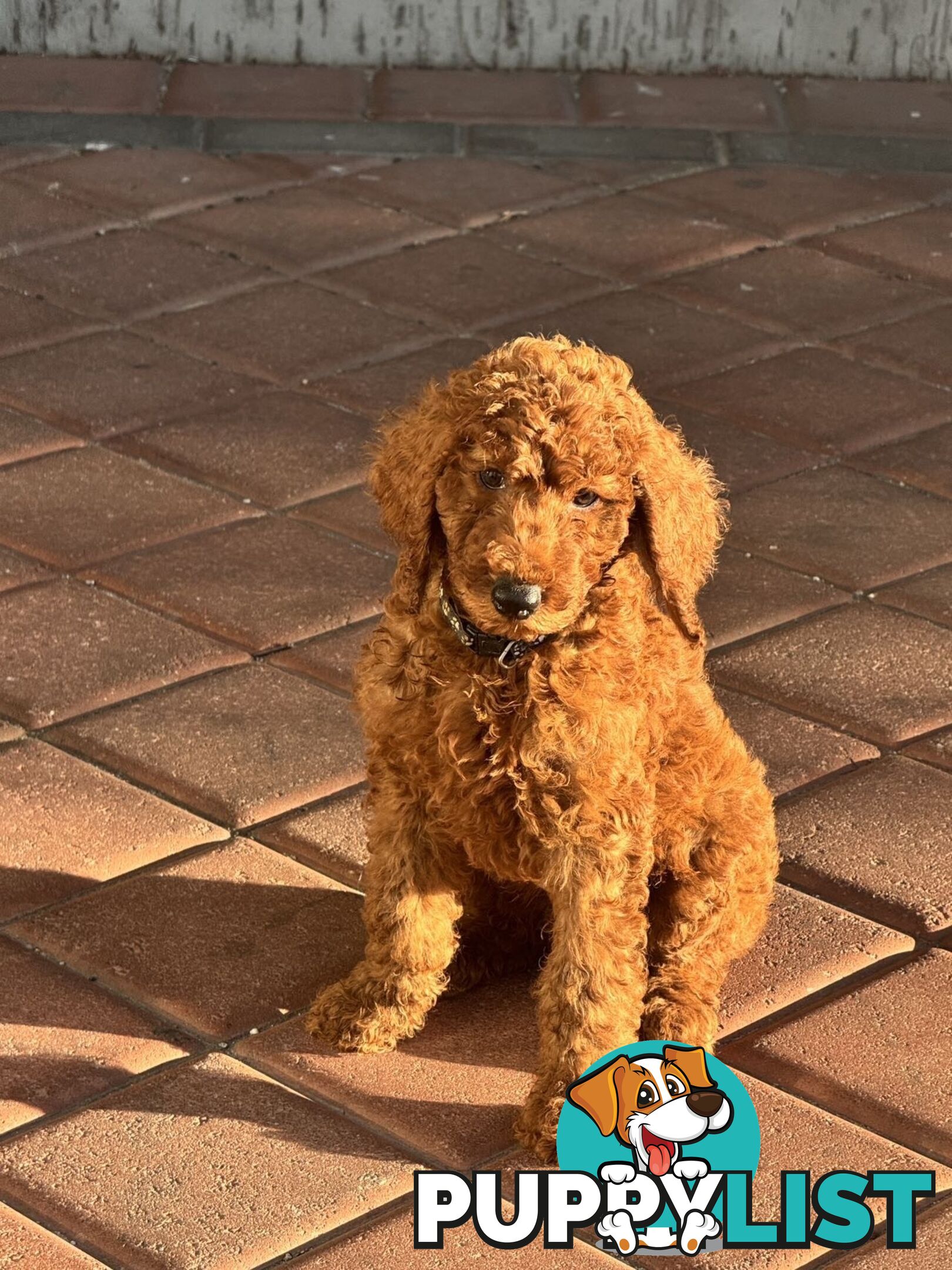 Only 2 left!! Purebred Standard Poodle puppies [RUBY Rare Red]