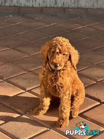 Only 2 left!! Purebred Standard Poodle puppies [RUBY Rare Red]