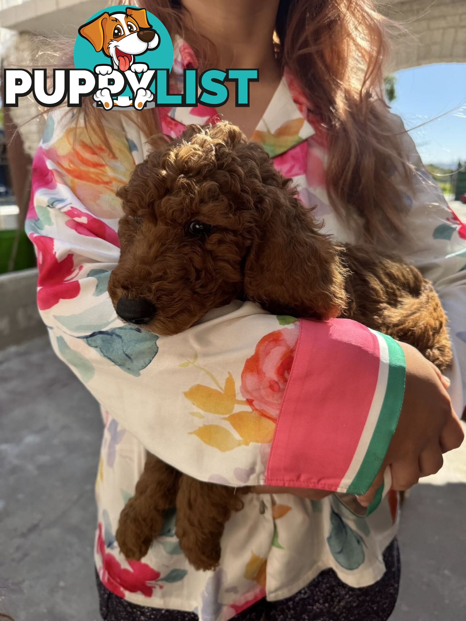 Only 2 left!! Purebred Standard Poodle puppies [RUBY Rare Red]