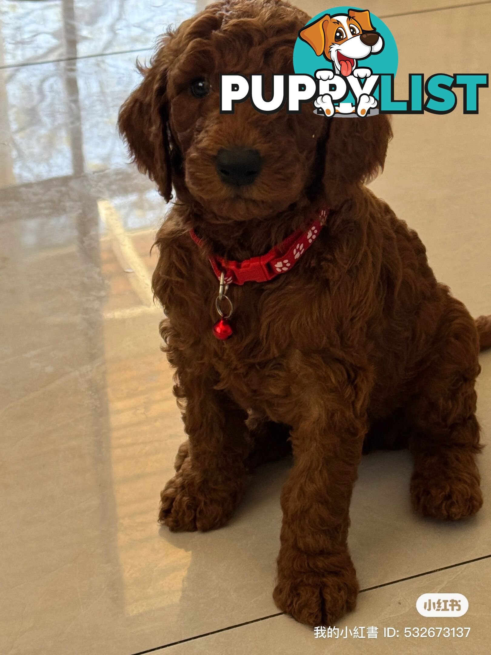 Only 2 left!! Purebred Standard Poodle puppies [Chocolate Red]