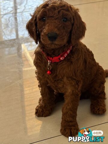 Only 2 left!! Purebred Standard Poodle puppies [Chocolate Red]