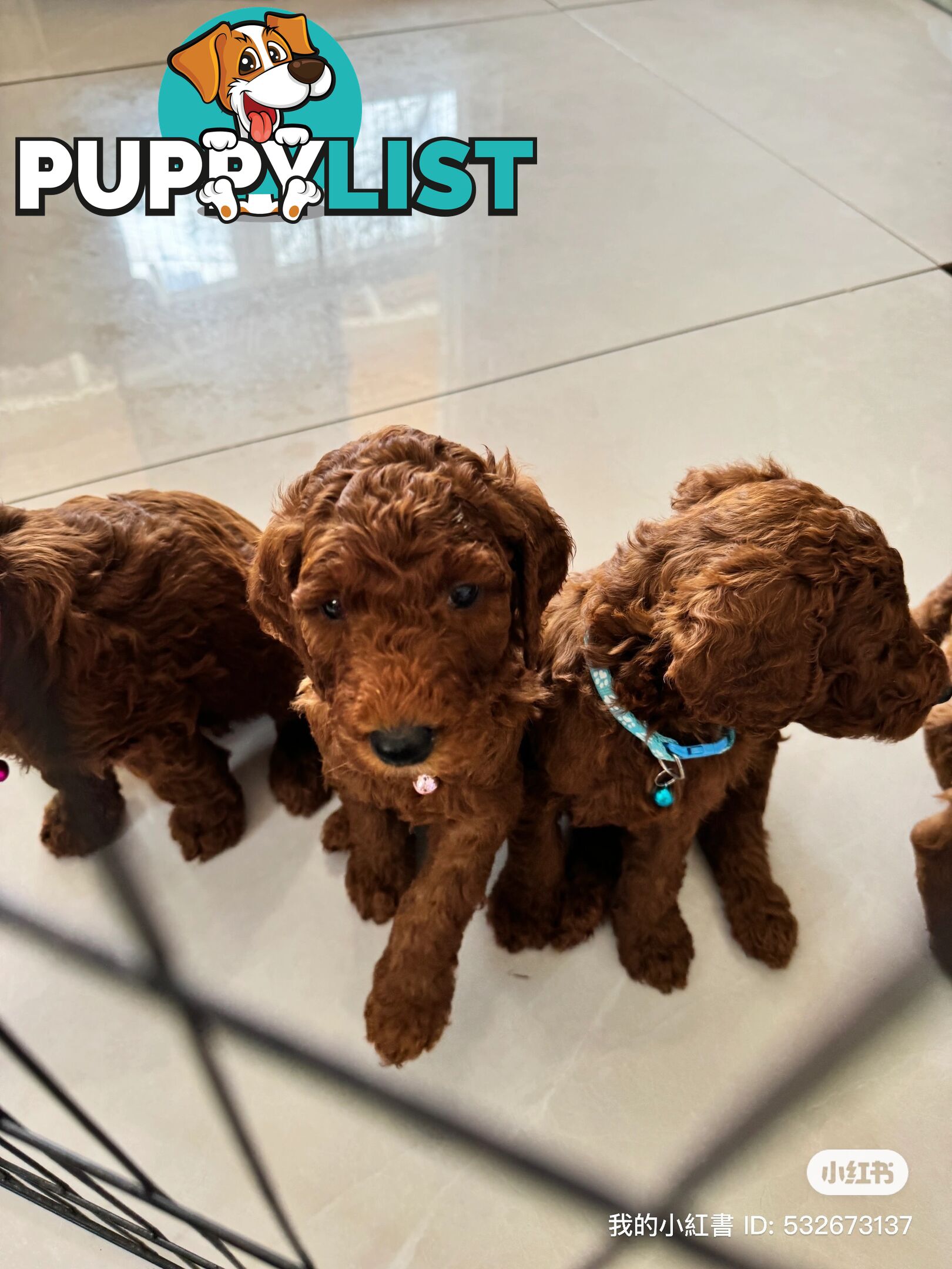 Only 2 left!! Purebred Standard Poodle puppies [Chocolate Red]