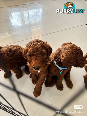 Only 2 left!! Purebred Standard Poodle puppies [Chocolate Red]