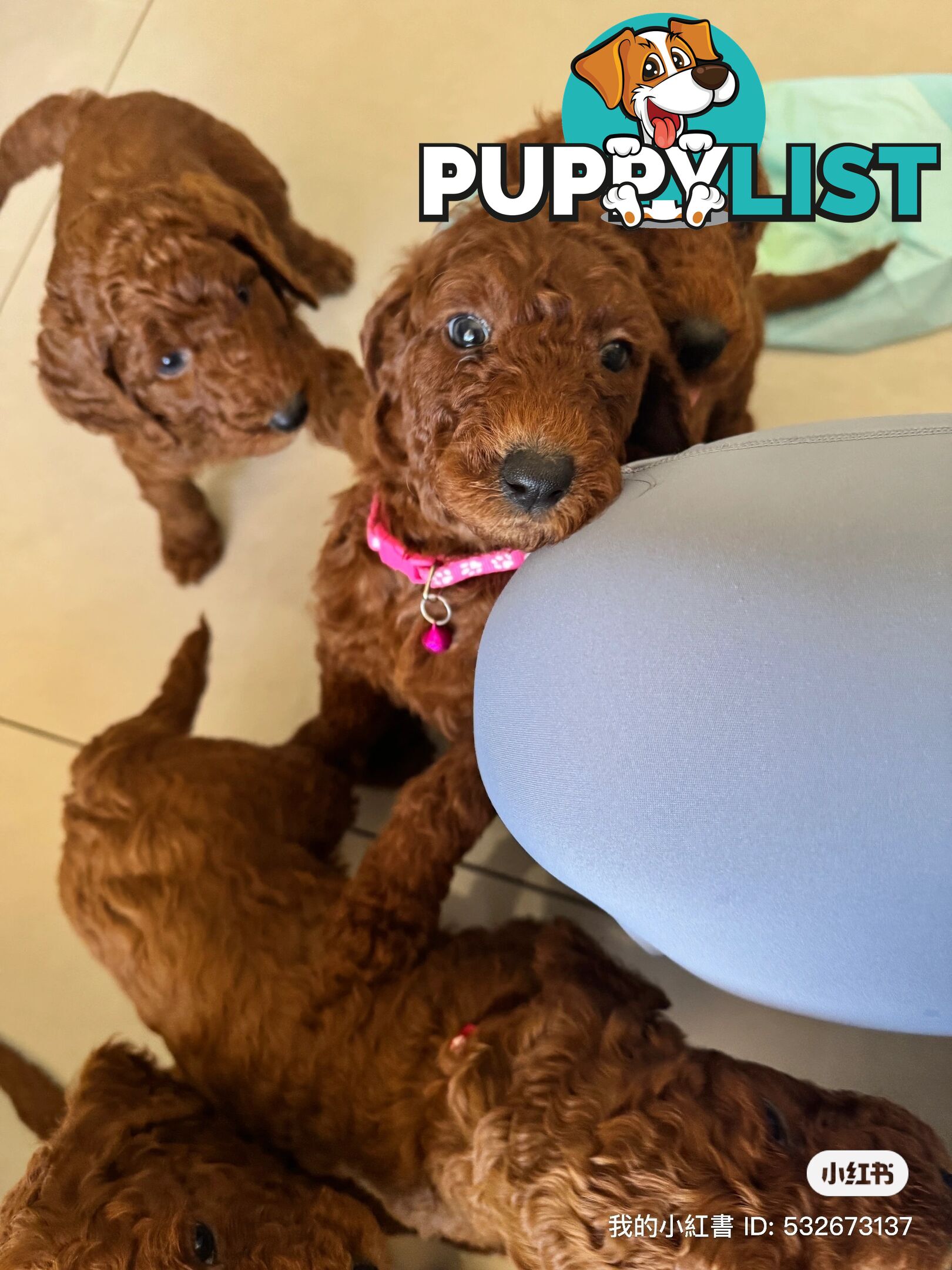 Only 2 left!! Purebred Standard Poodle puppies [Chocolate Red]