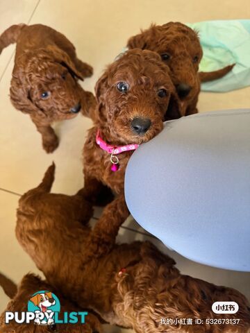 Only 2 left!! Purebred Standard Poodle puppies [Chocolate Red]