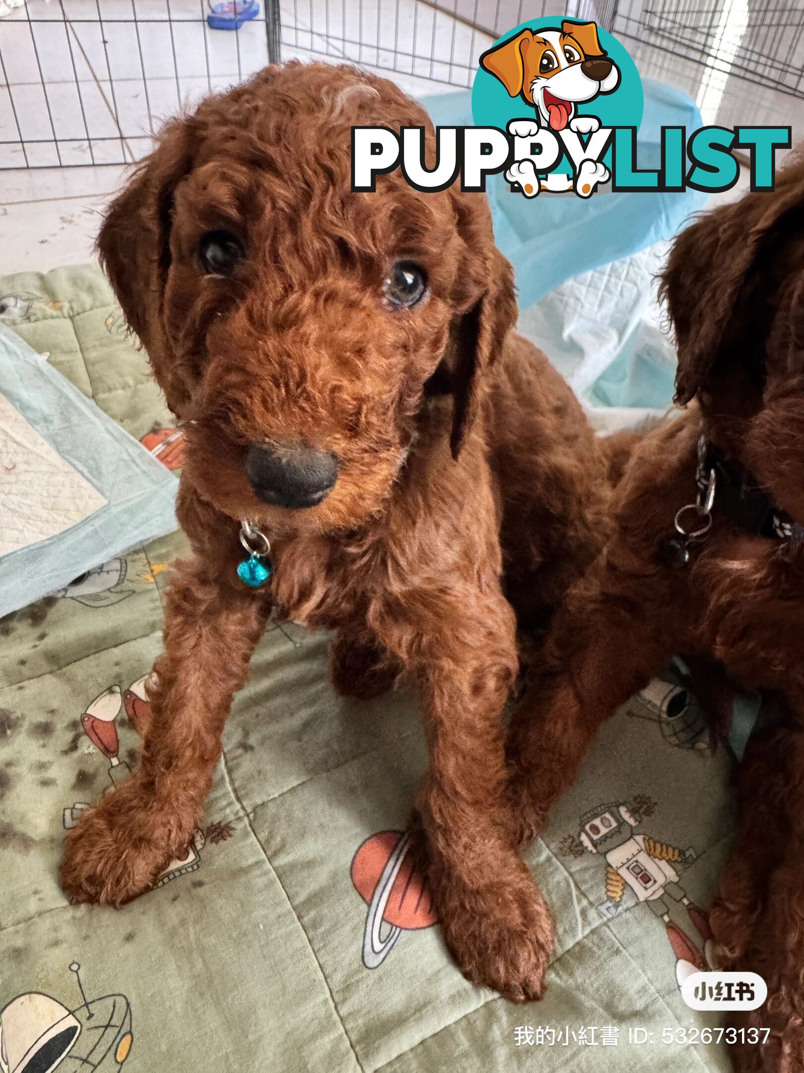 Only 2 left!! Purebred Standard Poodle puppies [Chocolate Red]