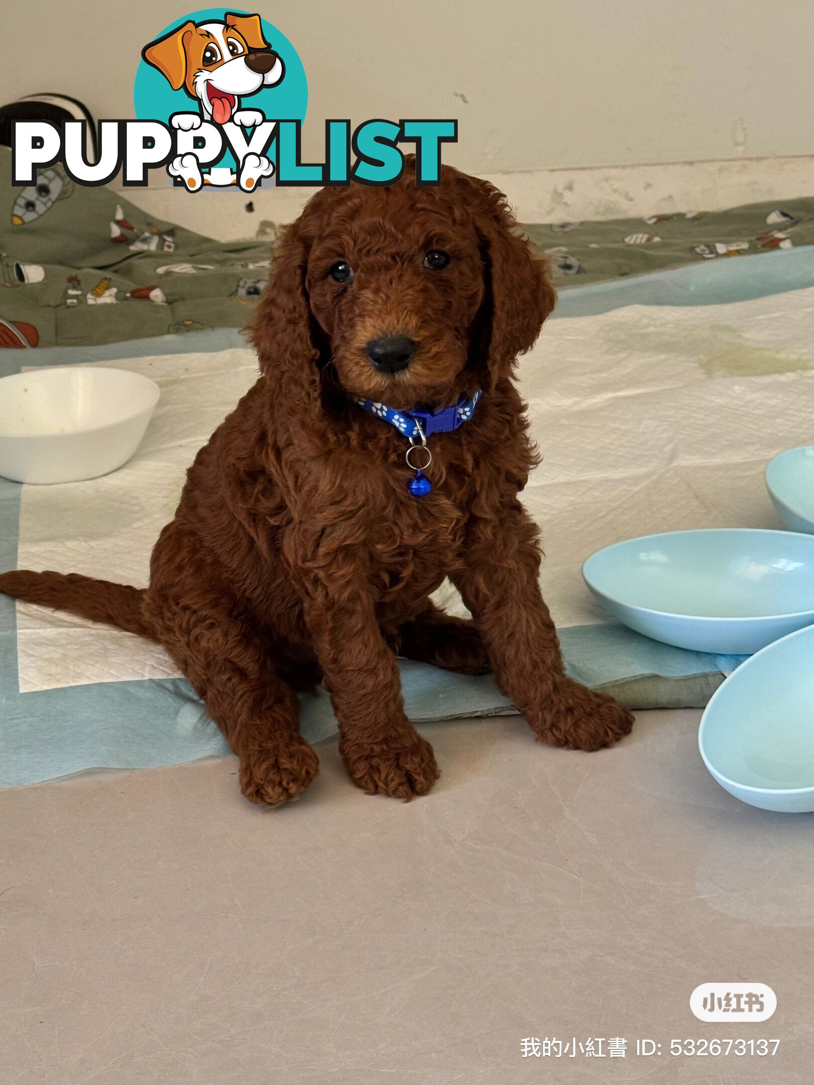 Only 2 left!! Purebred Standard Poodle puppies [Chocolate Red]