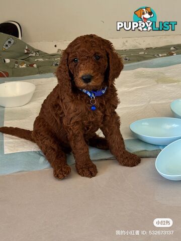 Only 2 left!! Purebred Standard Poodle puppies [Chocolate Red]