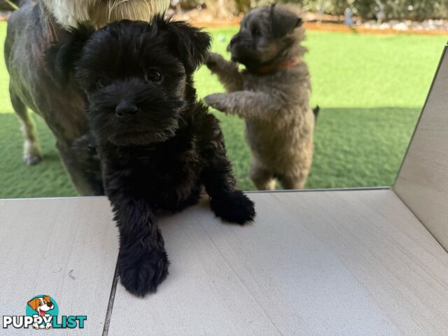 Schnoodles puppies looking for forever home