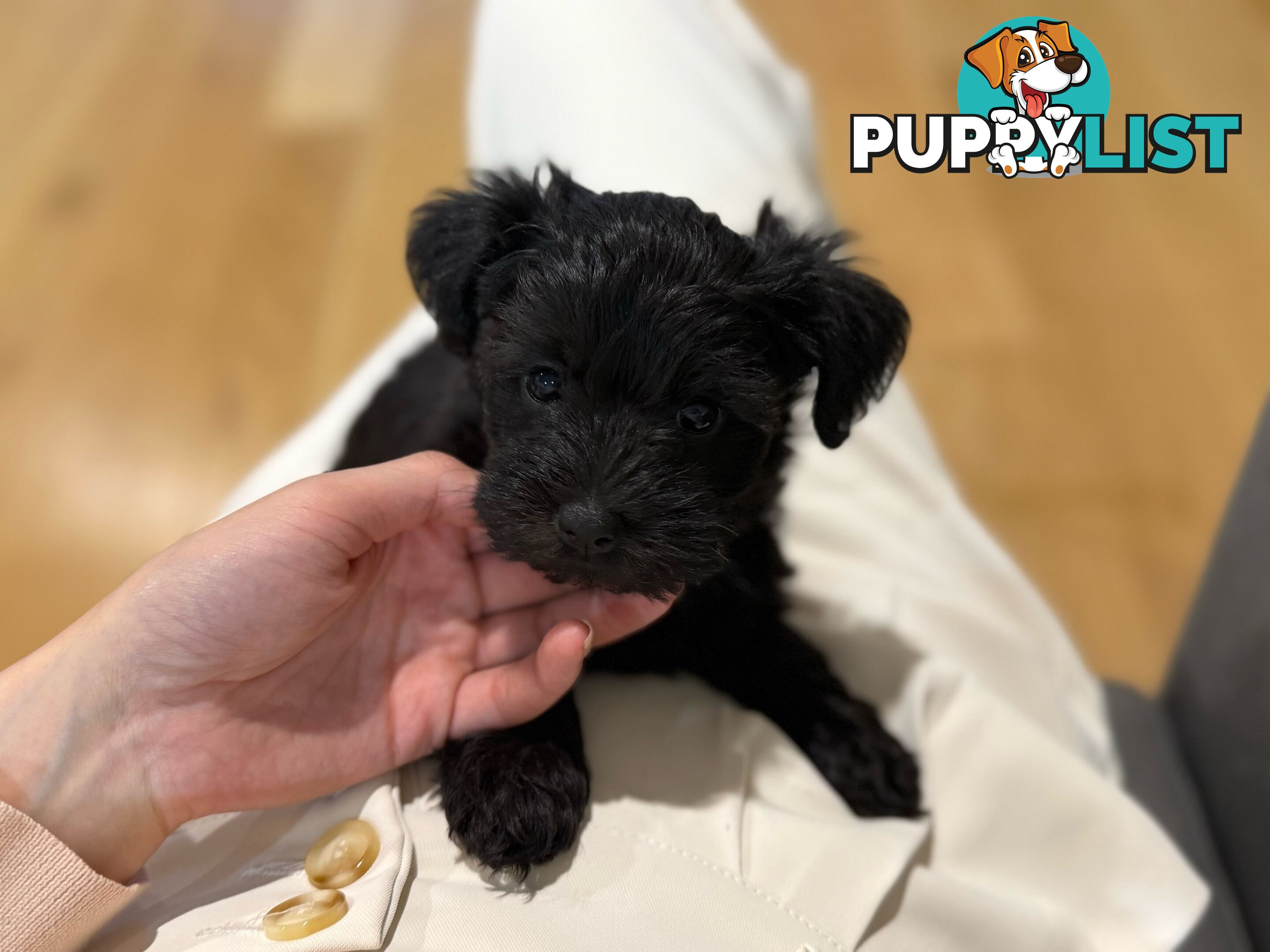 Schnoodles puppies looking for forever home