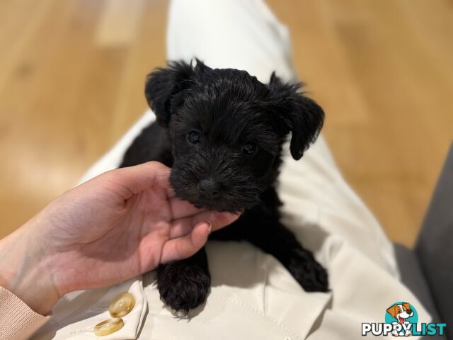 Schnoodles puppies looking for forever home