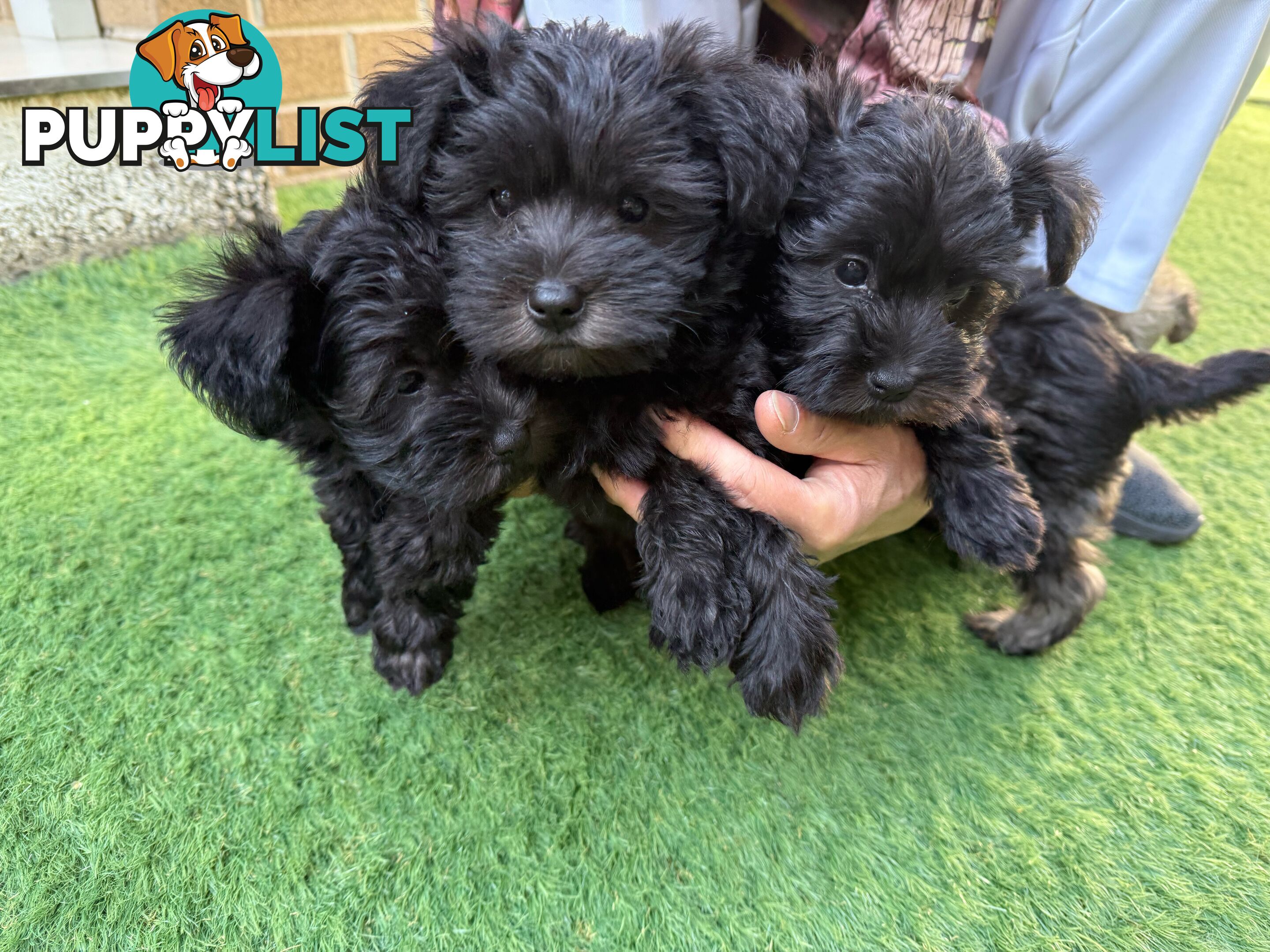 Schnoodles puppies looking for forever home