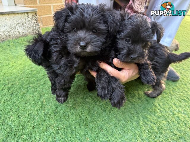 Schnoodles puppies looking for forever home