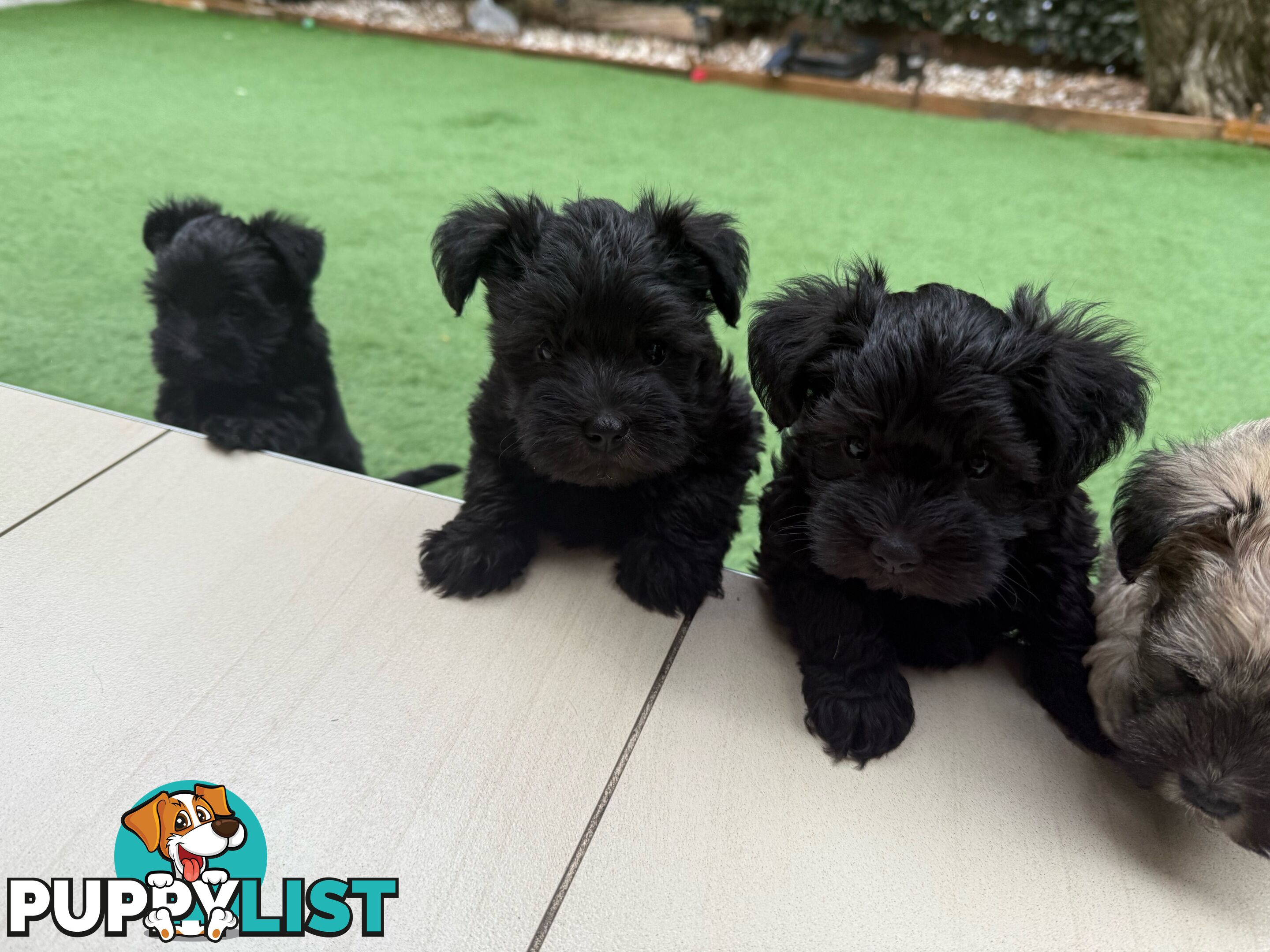 Schnoodles puppies looking for forever home