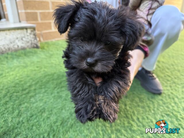 Schnoodles puppies looking for forever home