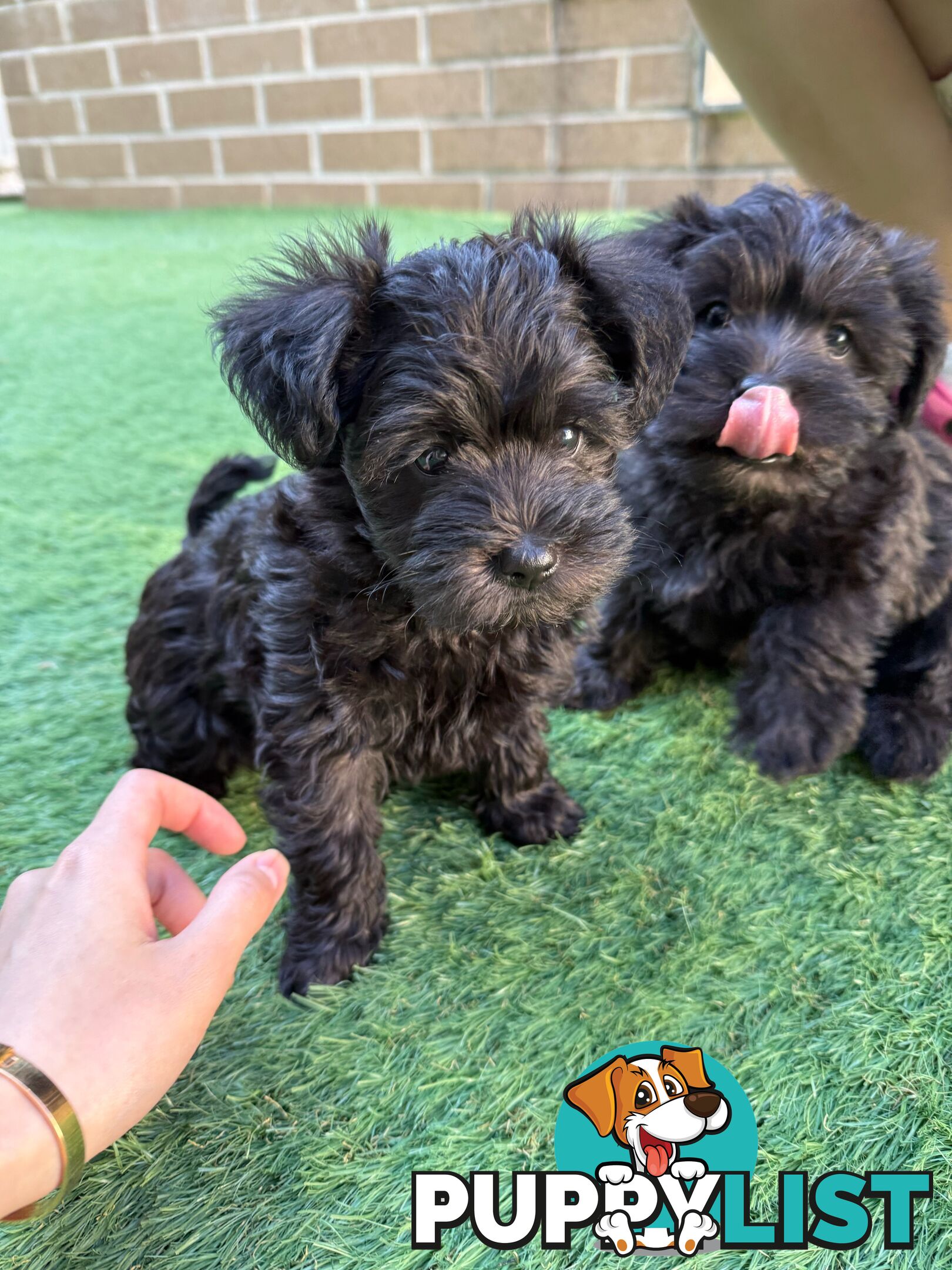 Schnoodles puppies looking for forever home