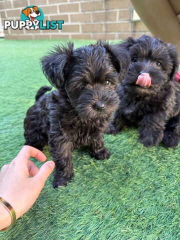 Schnoodles puppies looking for forever home