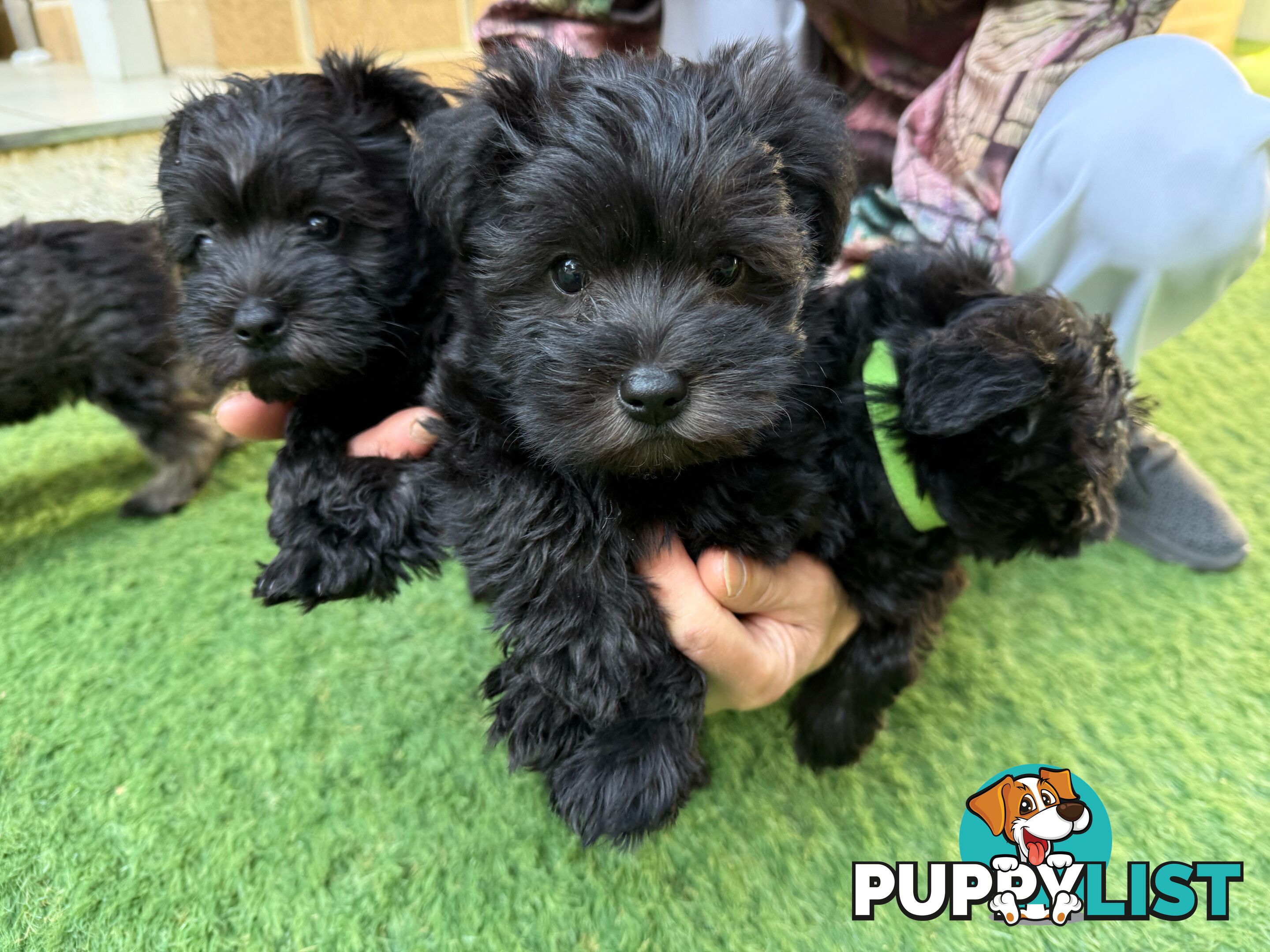 Schnoodles puppies looking for forever home