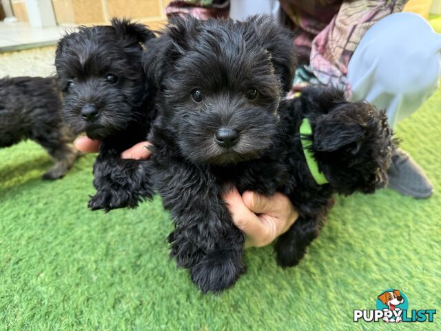 Schnoodles puppies looking for forever home