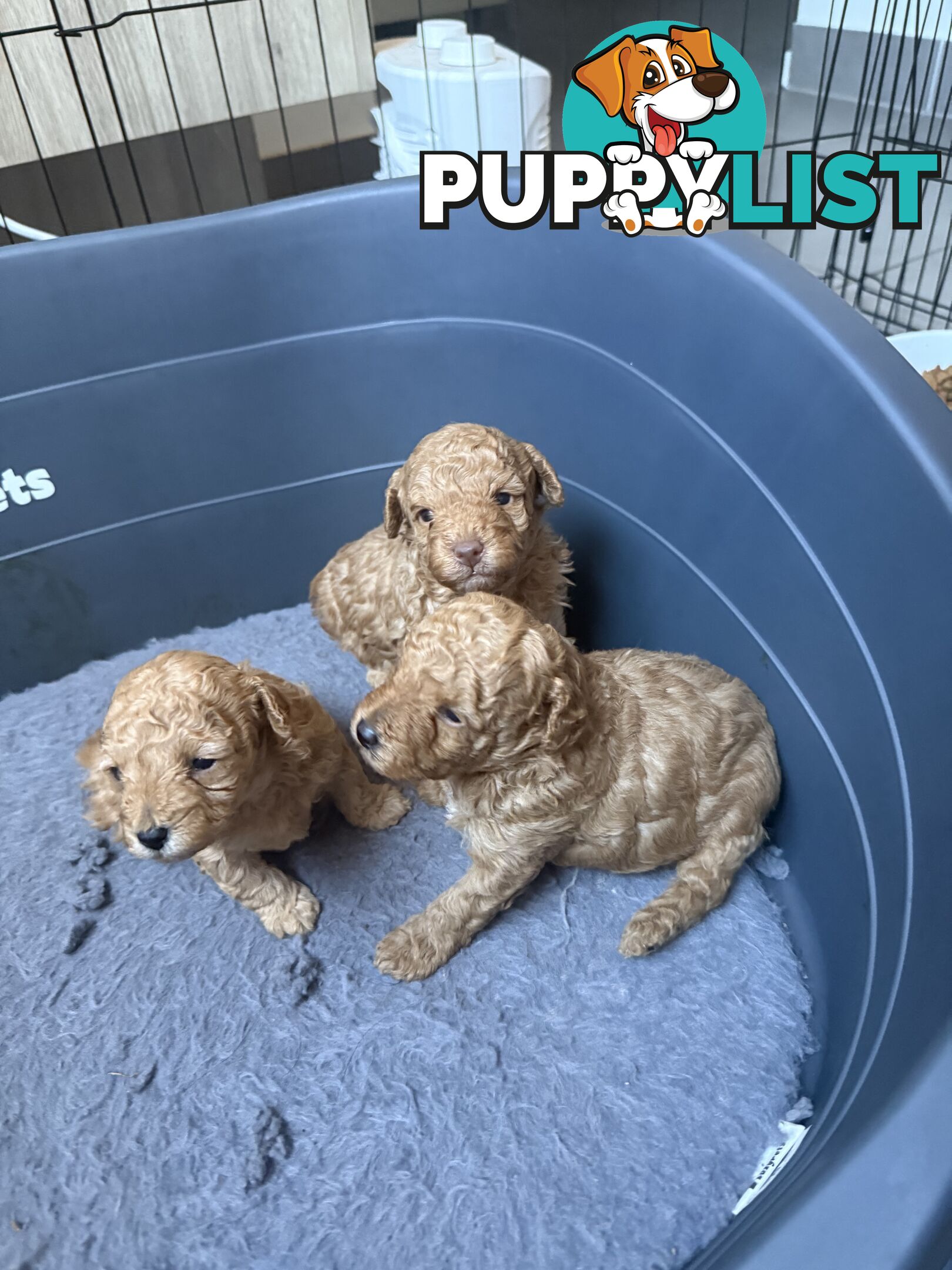 Miniature Toy Poodles