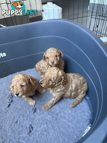 Miniature Toy Poodles