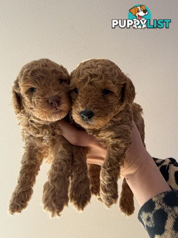 Miniature Toy Poodles