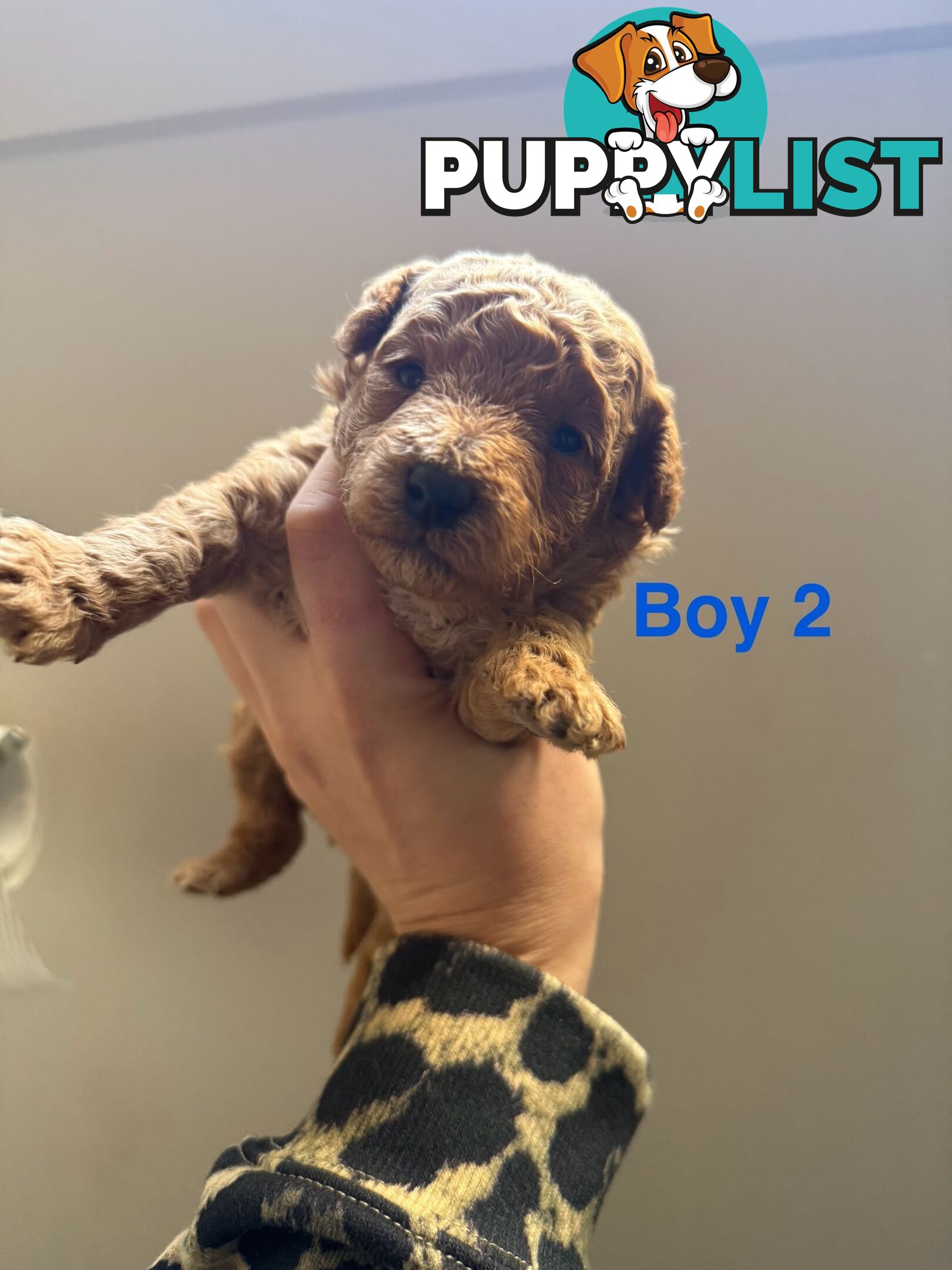Miniature Toy Poodles