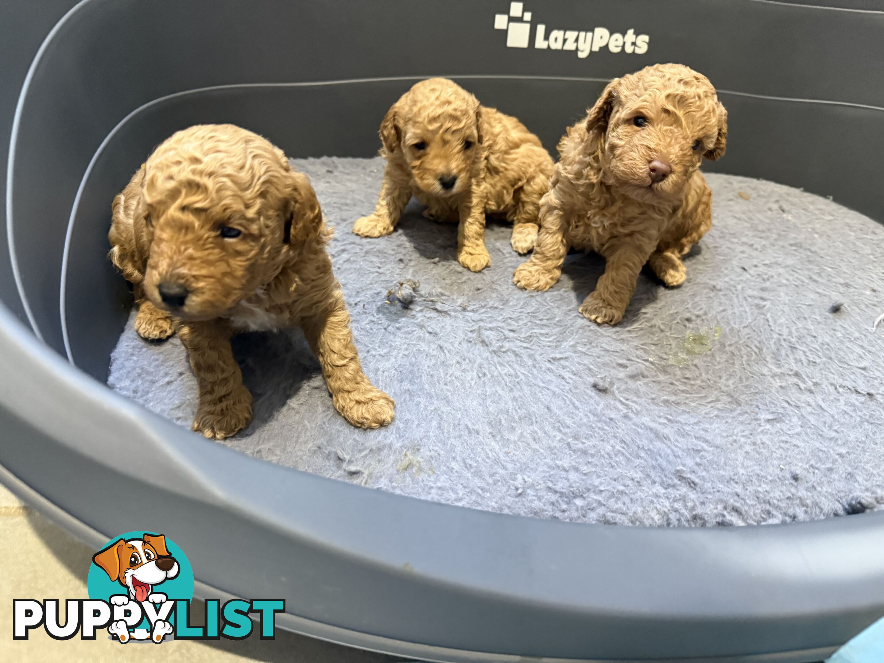 Miniature Toy Poodles