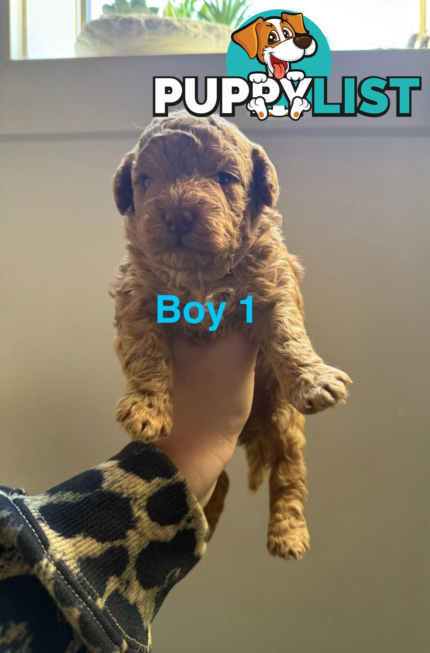 Miniature Toy Poodles