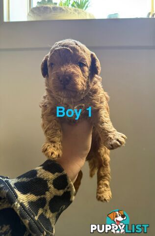 Miniature Toy Poodles