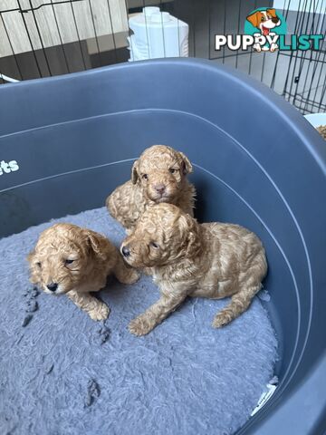 Miniature Toy Poodles
