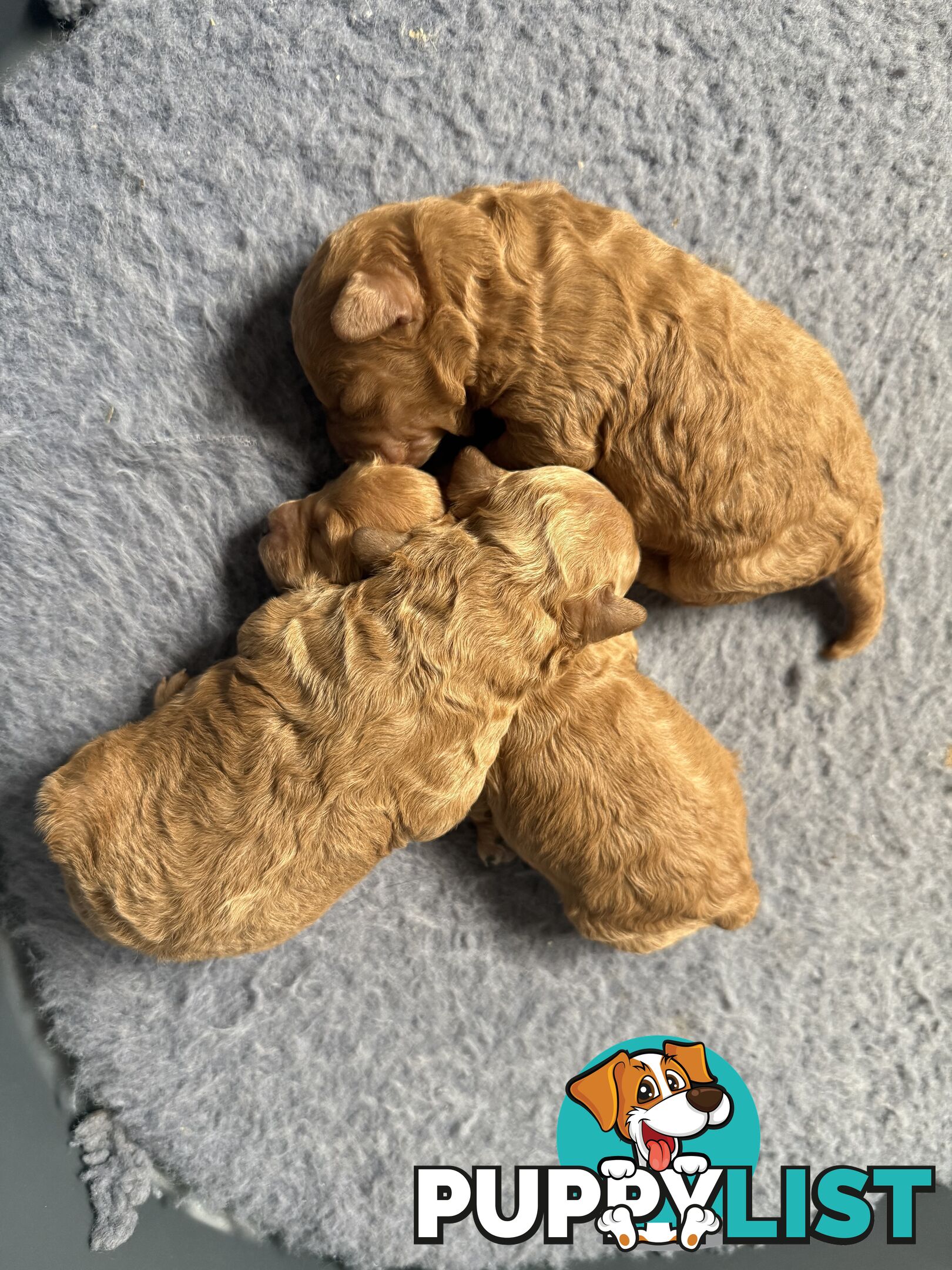 Miniature Toy Poodles