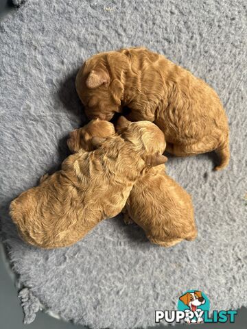 Miniature Toy Poodles