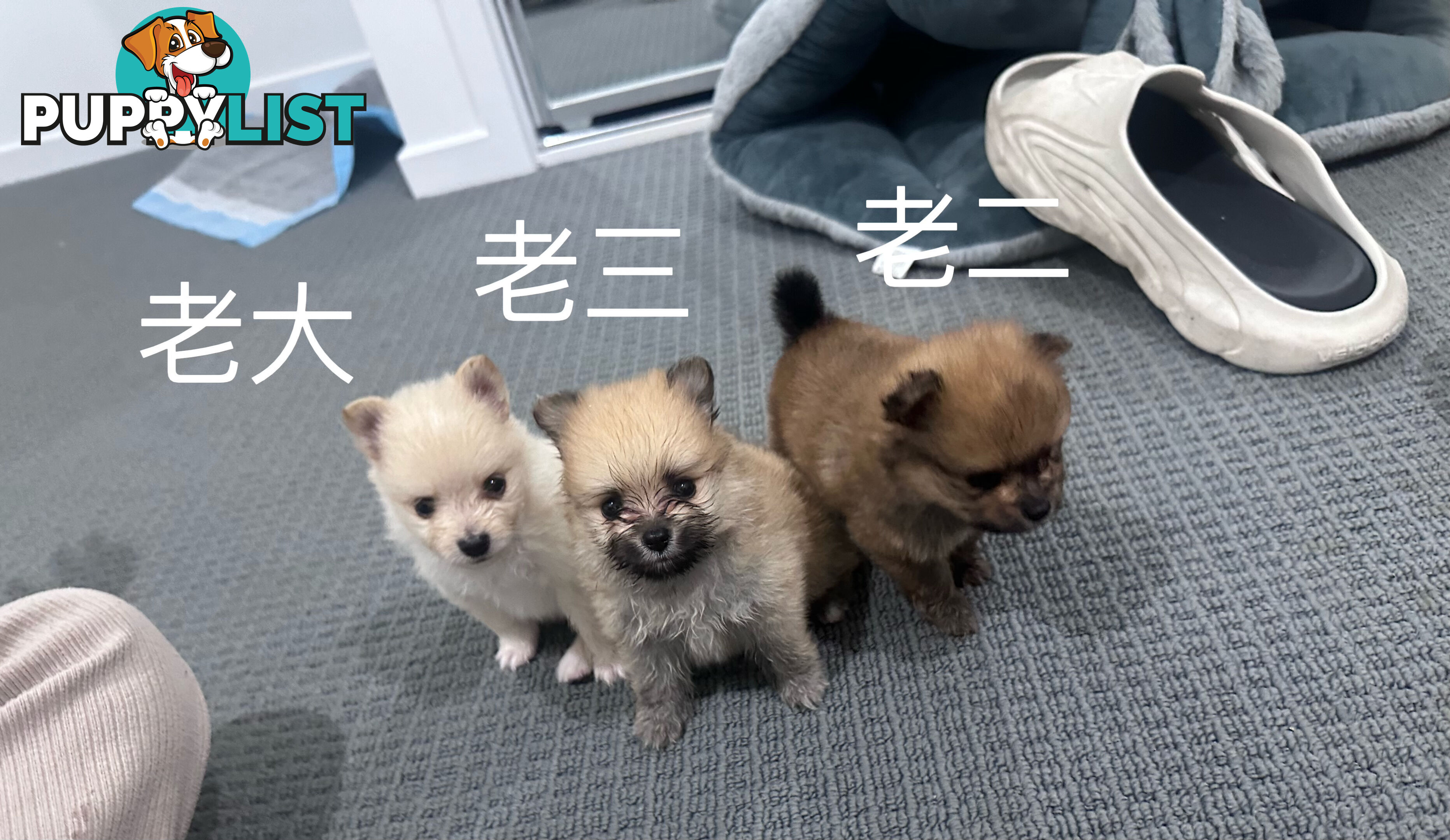 Three purebred Pomeranians find new homes