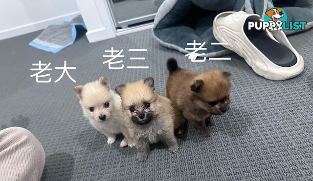 Three purebred Pomeranians find new homes