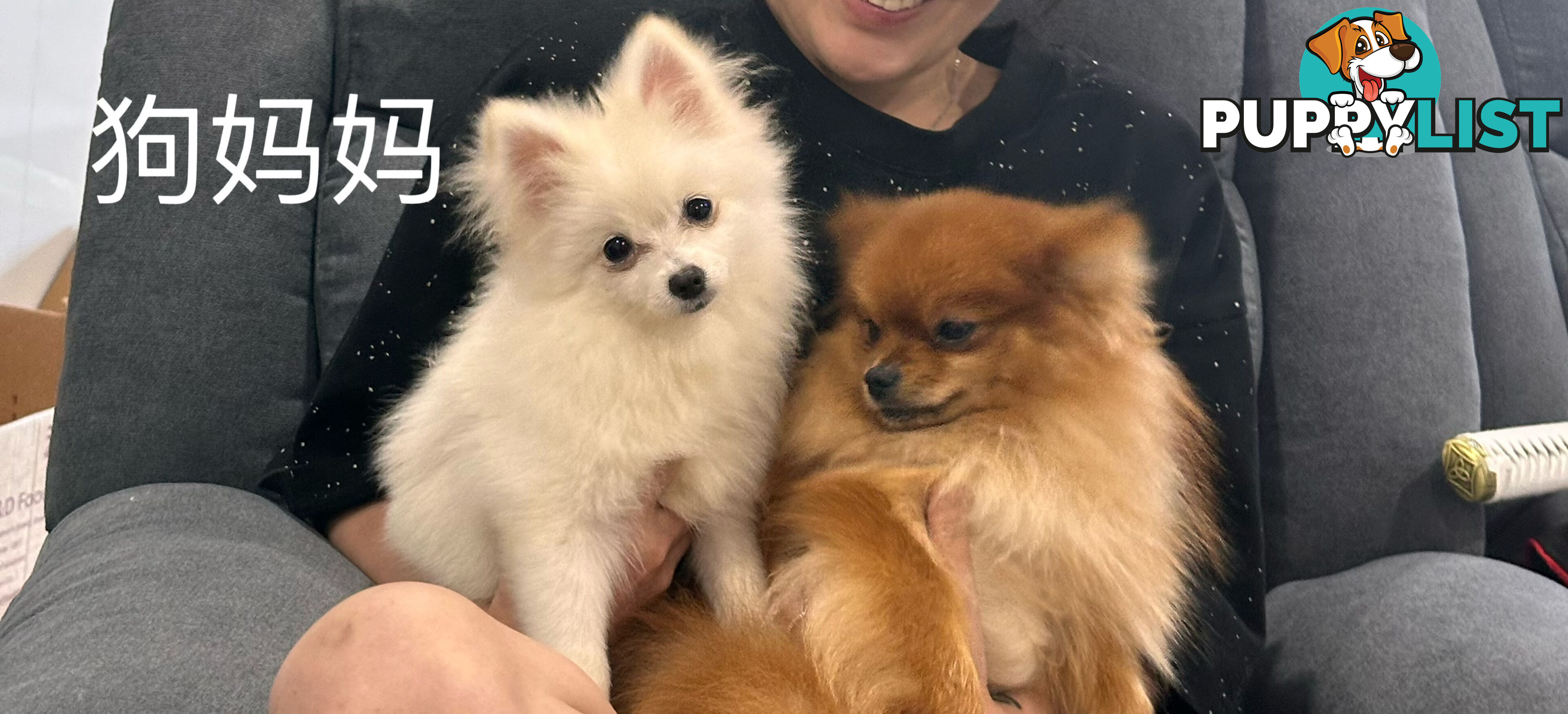 Three purebred Pomeranians find new homes