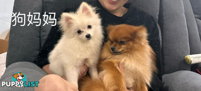 Three purebred Pomeranians find new homes